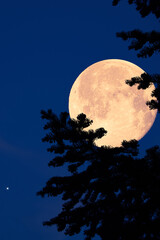 Wall Mural - full moon with stars, planets and rural countryside tree silhouettes.