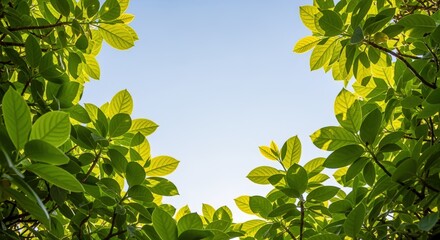 Wall Mural - Green Leaves Frame Clear Blue Sky: Natural Background for Summer, Spring, and Environmental Concepts