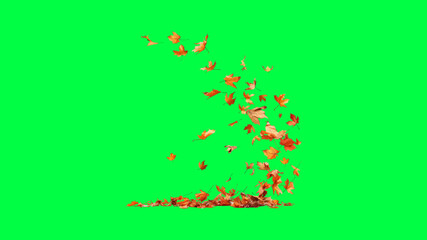 Wall Mural - autumn leaves blowing in wind on green screen background