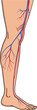 © Royal Ability - Human leg vascular system with detailed veins and arteries anatomy medical vector illustration