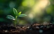 © Mubtada - Tiny sprout emerging from soil, bathed in sunlight