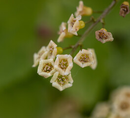 Wall Mural - A bunch of flowers with white petals