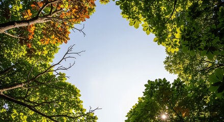 Wall Mural - Looking Up Through Forest Canopy to Blue Sky, Tree Branches Frame the Sky