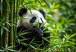 © Malee - Playful panda nestled in bamboo, clutching leaves, vibrant green foliage,  bamboo,   nature photography