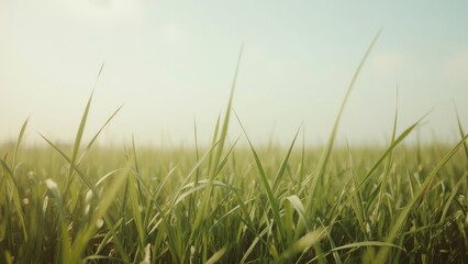 Wall Mural - abstract design featuring soft green grass and natural light