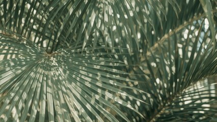 Wall Mural - abstract design featuring palm leaves on a summer beach background