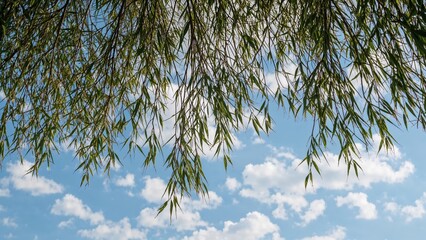 Wall Mural - Soft Willow Twigs Set Against a Clear Spring Sky