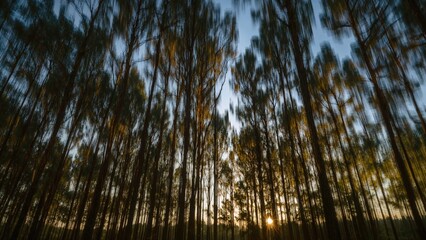 Wall Mural - extended exposure photo showing light filtering through trees with camera shake, resulting in creati