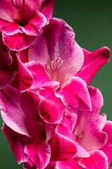 Wall Mural - Vibrant close-up of a pink gladiolus flower against a green background