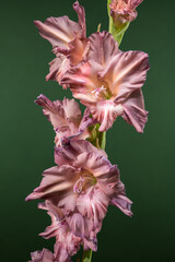 Wall Mural - Elegant gladiolus flower with ruffled petals against a dark background