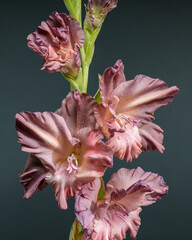 Wall Mural - Detailed shot of a gladiolus with soft, ruffled petals
