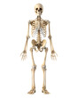 © mansukon - human skeleton , human full body bone isolated on transparent background