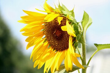 Wall Mural - sunflower with bee