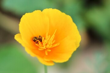 Wall Mural - Yellow wildflower 