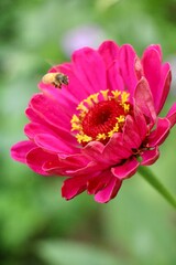 Wall Mural - Close up of a pink zinnia flower 