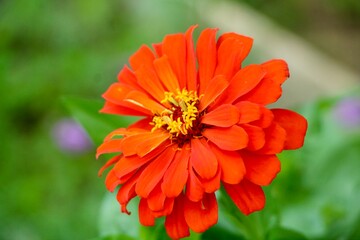 Wall Mural - Closeup of an Orange Zinnia 