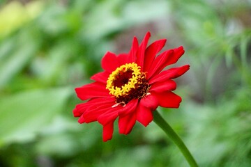 Wall Mural - red and yellow flower