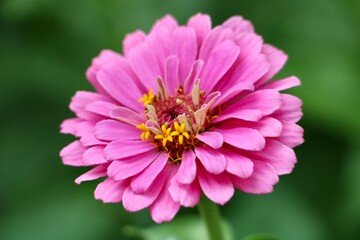 Wall Mural - Pink Zinnia flower 