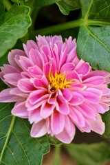 Wall Mural - pink dahlia flower closeup
