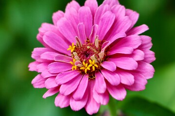 Wall Mural - Pink zinnia bloom 