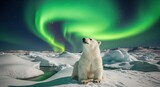A polar bear cub watches the aurora borealis in the arctic