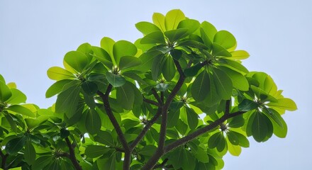 Wall Mural - Lush Green Foliage Against Pale Blue Sky: Natural Beauty and Tranquility in Summer