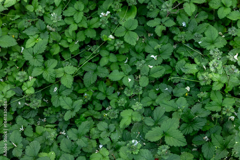 Lush field of green clover leaves filling the frame.