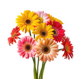 Colorful gerbera daisies bouquet, studio shot, black background, greeting card