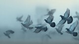Flock of Pigeons Soaring Through Morning Haze