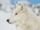 arctic wolf portrait on blurred background