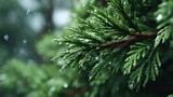 Raindrops on Evergreen Branch: A Serene Nature Scene with Water Droplets
