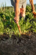 © Lupe Rodriguez/Stocksy - Woman harvesting carrots in garden
