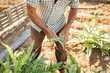 © Lupe Rodriguez/Stocksy - Farmer harvesting artichokes
