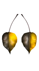 Wall Mural - Two autumn leaves with half yellow and half brown gradient colors