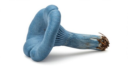 blue chanterelle mushroom with deep color isolated on a white background displaying unique shape and texture for botanical or culinary uses