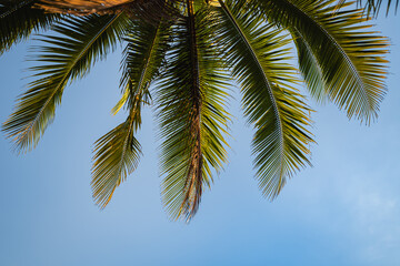 Palm fronds against blue sky