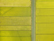 © Lawren Lu/Stocksy - Aerial View of Maturing Rice Paddies