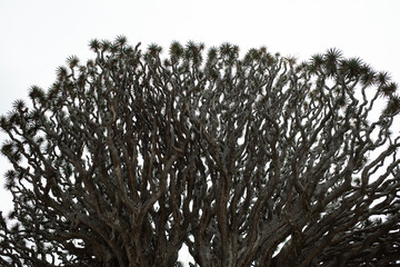 Dragon Tree Silhouette