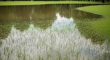 A grassy park or golf course partially submerged in calm floodwater after heavy rain.