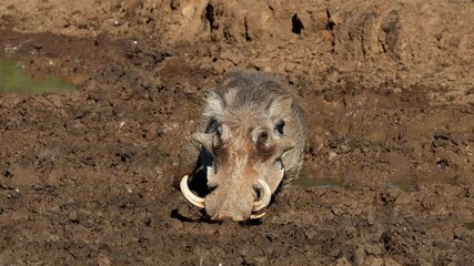 Wall Mural - a warthog (phacochoerus africanus) drinking at a muddy waterhole, mokala national park, south africa