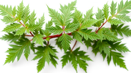 Nettle leaves isolated on white background png