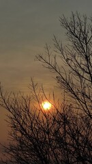 Wall Mural - Sunrise with autumn tree