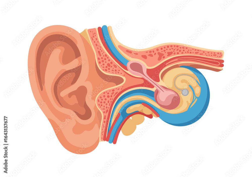 Cross-Section Anatomy of the Ear and Inner Head Structures. Stock ...
