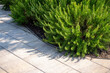 © LariBat - Curved garden path with light-colored paving and green shrubs. Landscape design for residential courtyard.