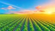 © Xolonavt - Agriculture field crops sunrise landscape rural nature in green farm sky. Crops in vibrant farmland with green plants. Rural nature and field with sunrise and blue sky, panoramic landscape, eco