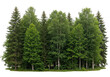 © Vooglo.com - A dense forest of various green trees, including deciduous and coniferous species, isolated on a transparent background