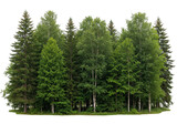 A dense forest of various green trees, including deciduous and coniferous species, isolated on a transparent background