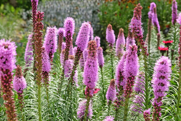Wall Mural - Purple spikes of Liatris spicata, button snakewort ‘Floristan Violett’ in flower.