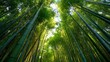 © Javid - Lush green bamboo forest showcasing tall, vibrant bamboo stalks reaching towards the sky.