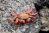 Red crab walking on coastal rocks